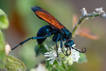 Tarantula-hawk Wasp