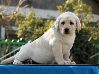 the nice yellow labrador puppy on the blue