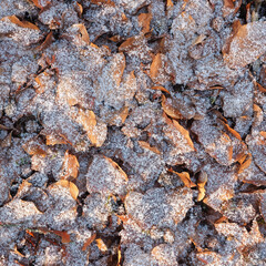 forest with pattern of beech leaves and dusting of snow on ground leaves