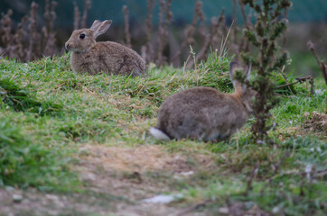 European rabbits Oryctolagus cuniculus. Pilots Beach. Taiaroa Head Wildlife Reserve. Otago Peninsula. Otago. South Island. New Zealand.