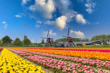 Traditional Dutch landscape with colorful blooming tulips and two windmills against a blue sky with scattered clouds and very popular as a point of interest for tourists and travel agents