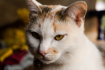 Close up a cat portrait