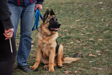 Charming thoroughbred young dog with protruding ears. Puppy of black and red German Shepherd of breeding show sits in park on grass next to owners legs.