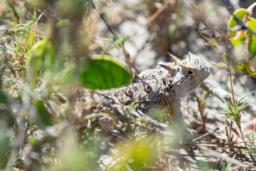 Texas Horned Lizard