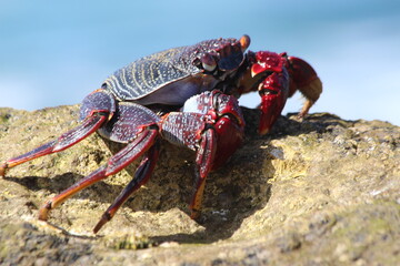 rote Klippenkrabbe