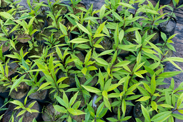 Seedlings are grown in the nursery bag