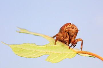 Cicadas slough on wild plants, North China