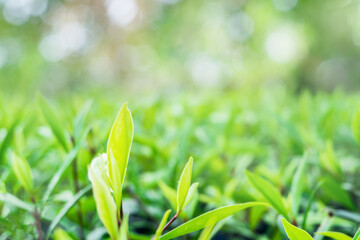 Closeup green leaf on blurred greenery background. with copy space