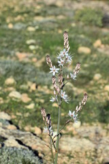 Cyprus wild flower. Closeup. Background.