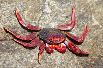 rote_Klippenkrabbe