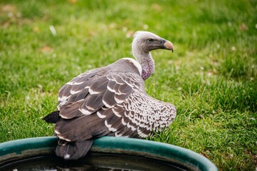 bird of prey