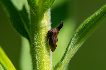 Two-spotted Treehopper