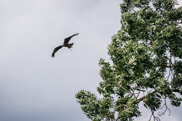 bird of prey