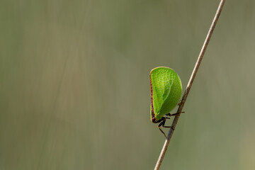 Two-striped Planthopper