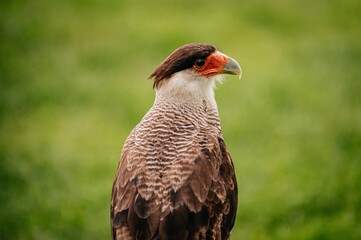 bird of prey