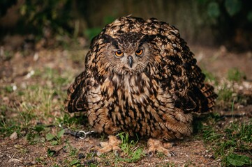 great horned owl