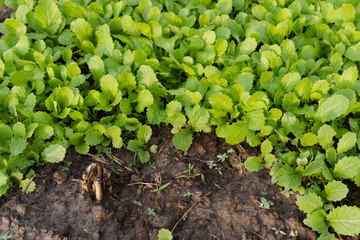 Seedlings mustard greens grow at vegetable garden