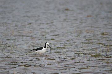 Pied stilt Himantopus leucocephalus. Hoopers Inlet. Otago Peninsula. Otago. South Island. New Zealand.
