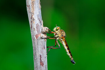 Tabanidae inhabits wild plants in North China