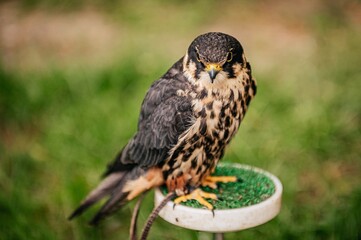bird of prey