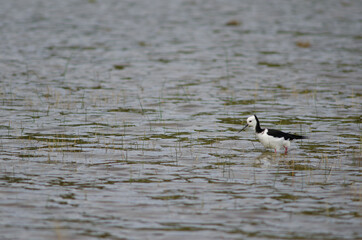 Pied stilt Himantopus leucocephalus. Hoopers Inlet. Otago Peninsula. Otago. South Island. New Zealand.