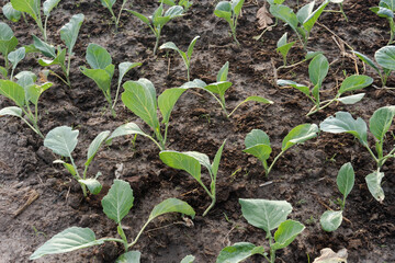 Fresh organic Chinese kale vegetable plant grow at vegetable garden