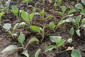 Fresh organic Chinese kale vegetable plant grow at vegetable garden