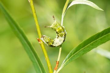 Viceroy Butterfly caterpillar