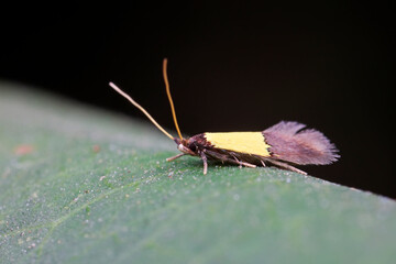 Lepidoptera moths inhabit wild plants in North China