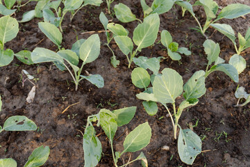 Fresh organic Chinese kale vegetable plant grow at vegetable garden