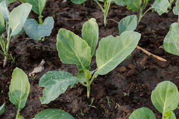 Fresh organic Chinese kale vegetable plant grow at vegetable garden