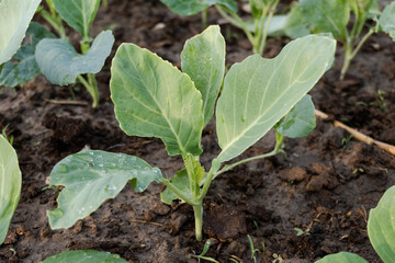 Fresh organic Chinese kale vegetable plant grow at vegetable garden