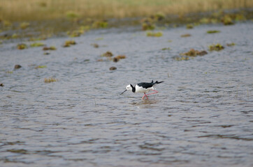 Pied stilt Himantopus leucocephalus. Hoopers Inlet. Otago Peninsula. Otago. South Island. New Zealand.