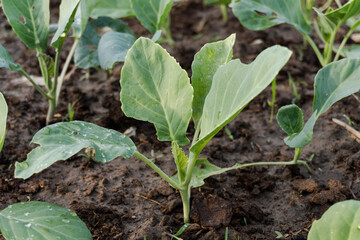 Fresh organic Chinese kale vegetable plant grow at vegetable garden
