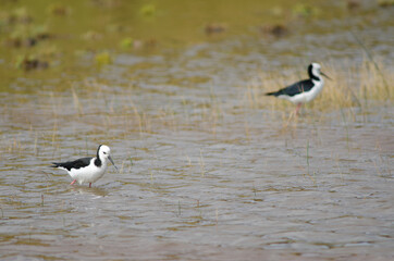 Pied stilts Himantopus leucocephalus. Hoopers Inlet. Otago Peninsula. Otago. South Island. New Zealand.