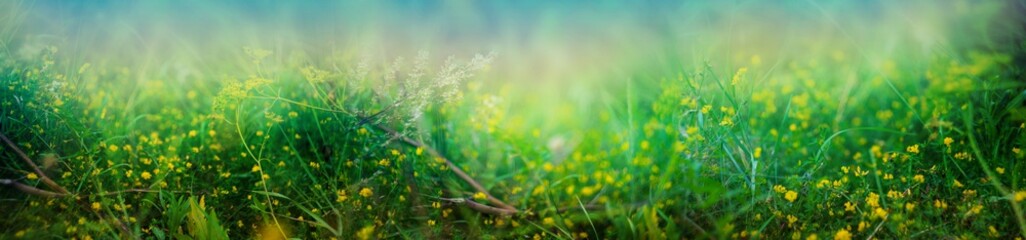 yellow flower background. landscape with yellow alfalfa flowers in the evening.