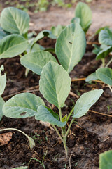 Fresh organic Chinese kale vegetable plant grow at vegetable garden