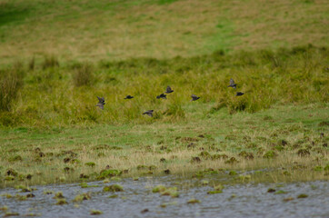 Common starlings Sturnus vulgaris in flight. Hoopers Inlet. Otago Peninsula. Otago. South Island. New Zealand.