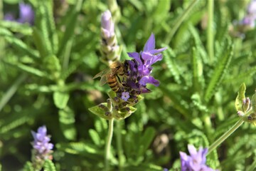 Purple Lavender flower. Closeup. Background.