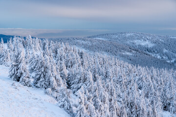 Winter fir and pine forest covered with snow after strong snowfall in jeseniky czech