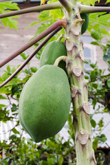 unripe green papaya hanging from a papaya tree. Papaya tree and bunch of fruits.