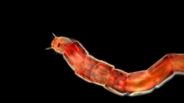 mosquito larva Chironomus sp. or a bloodworm under a microscope, of the Chironomidae family. Red, live in silt, fish food. Sample found in the Volga River