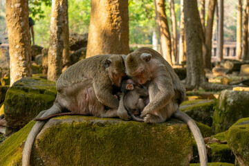 Monkey family having rest in the jungle