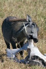Warthog - Etosha National Park - Namibia