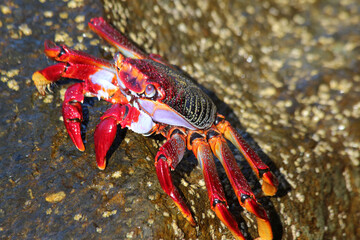 rote_Klippenkrabbe