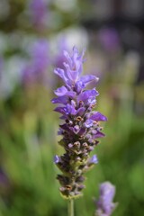Obraz premium Purple Lavender flower. Closeup. Background.