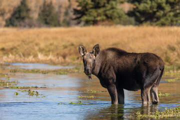 Cute Shiras Moose Calf in a Pond in Wyoming