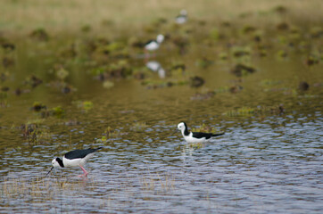 Pied stilts Himantopus leucocephalus. Hoopers Inlet. Otago Peninsula. Otago. South Island. New Zealand.