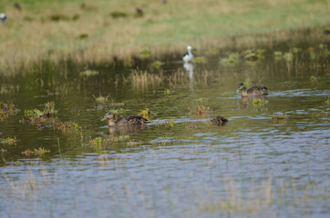 Females mallard Anas platyrhynchos. Hoopers Inlet. Otago Peninsula. Otago. South Island. New Zealand.