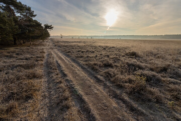 Heathland area, part of national park Planken Wambuis forest in winter, part of the Veluwe. Road between the heather.